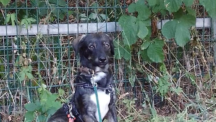 Tierheim Bamberg: Hund Benji aus Rumänien sucht ein neues Zuhause