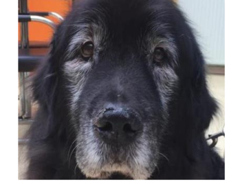 Hund Balu aus dem Tierheim Nürnberg sucht ein neues Zuhause