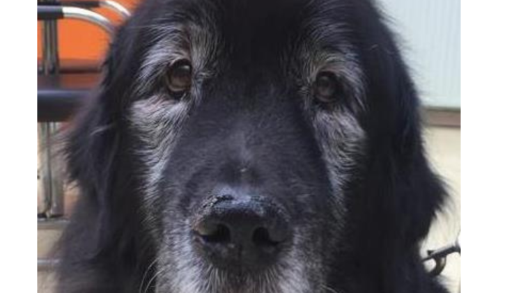 Hund Balu aus dem Tierheim Nürnberg sucht ein neues Zuhause