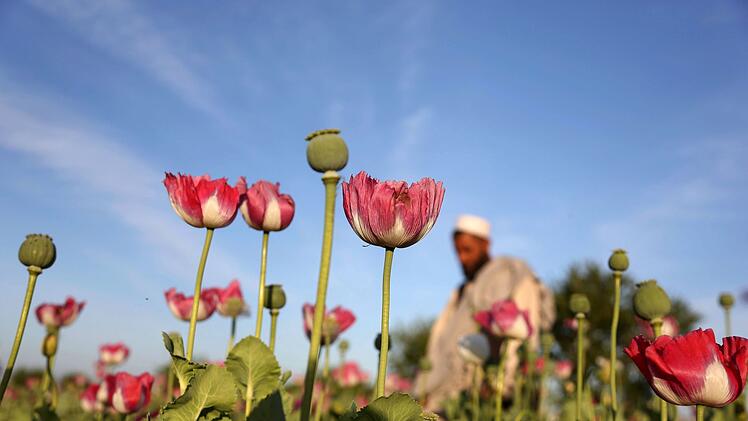 Opiumanbau in Afghanistan
