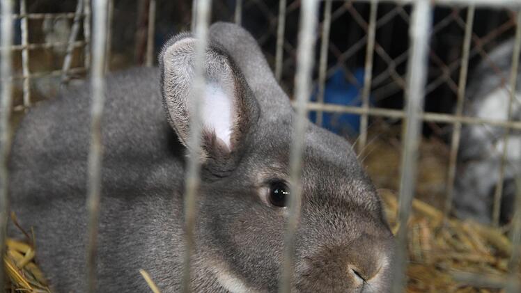 Die Rasse Perlfeh sicherte seinen Besitzer mit 389 die Höchstpunktzahl.Gerda Völk
