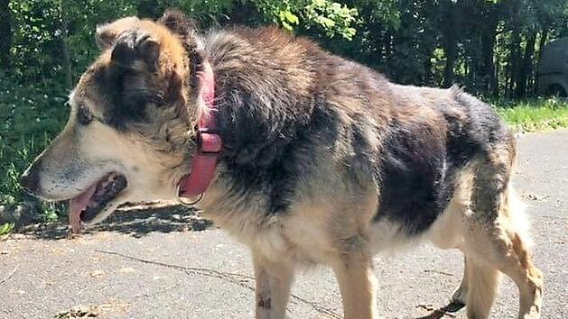 Der Mischling ist laut Tierheim derzeit nicht transportf&auml;hig.  Foto: p