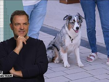 Der Hundeprofi - Rütters Team Hundeprofi Martin Rütter ist beeindruckt von dem Wandel, den Hündin Nala durchgemacht hat.