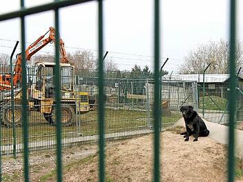 Die Bagger sind im Bamberger Tierheim angerollt, ein Anbau soll nicht nur einem abgetrennten Quarantäne- und Krankenbau Raum geben, sondern auch für einen Tierarzt in Teilzeit Voraussetzungen schaffen.Alle Fotos: Michael Gründel