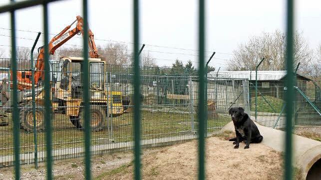 Die Bagger sind im Bamberger Tierheim angerollt, ein Anbau soll nicht nur einem abgetrennten Quarantäne- und Krankenbau Raum geben, sondern auch für einen Tierarzt in Teilzeit Voraussetzungen schaffen.Alle Fotos: Michael Gründel