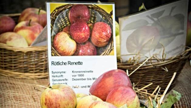 Zum Reinbeißen. In leuchtenden Farben wartet die "Rötliche Renette" darauf. Foto: Ilona Platzer