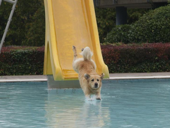 Hundeschwimmbad Kitzingen