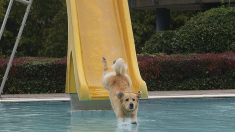 Hundeschwimmbad Kitzingen