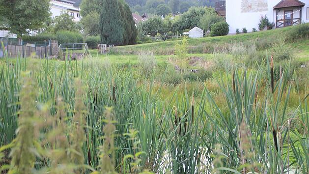 Am Waldfensterer Weiher geht es bald voran. Foto:_Achiv: Johannes Schlereth