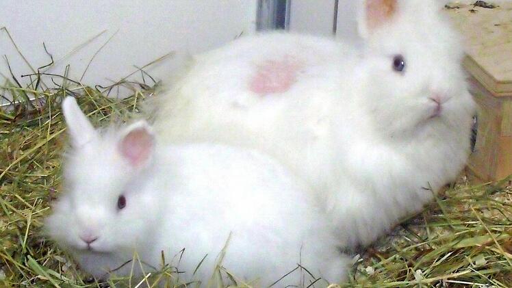 Br&ouml;sel und Leila Fotos: privat