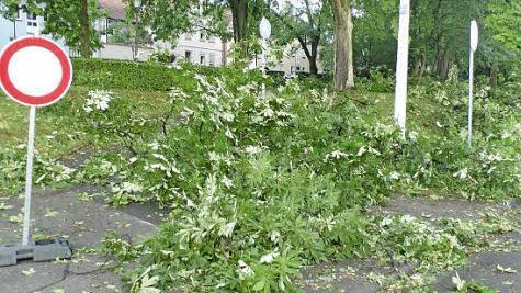 In der Promenade hat der Sturm einige Verwüstungen angerichtet. Wege mussten gesperrt werden.  Fotos: Christian Licha (3), Klaus Schmitt, René Ruprecht