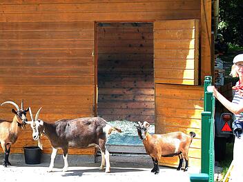 Ziegenbock Hannes und seine Ziegen freuten sich über die Abwechslung, die die Besucher ihnen boten.  Foto: Dieter Britz