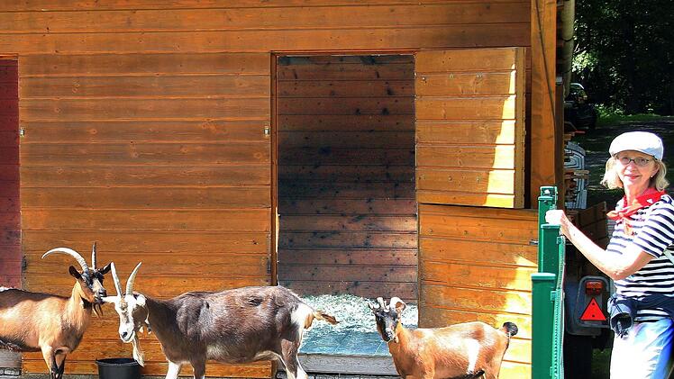 Ziegenbock Hannes und seine Ziegen freuten sich über die Abwechslung, die die Besucher ihnen boten.  Foto: Dieter Britz