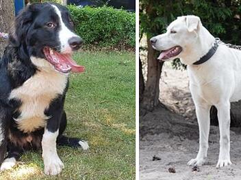 Hund in Franken: Kiko und Muffin an Stra&szlig;e ausgesetzt - Muffin ist vermittelt, Kiko bleibt zur&uuml;ck