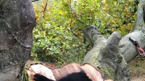 Die ausgebrannte Hutbuche. Foto: Jochen Vogel