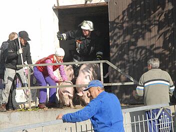 Ein Teil der Schweine wurde bei dem Brand gerettet, 70 Tiere überlebten das Feuer dennoch nicht. Foto: Bernhard Panzer