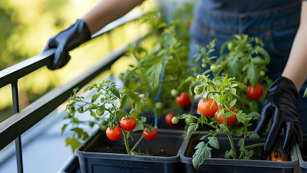 Tomaten, Tomaten anpflanzen, Garten