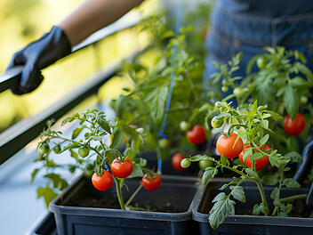 Tomaten, Tomaten anpflanzen, Garten