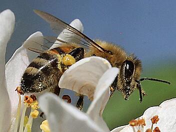 Die 20.000 getöteten Bienen wurden nicht umgebracht, sondern waren von der Bienenseuche "Amerikanischen Faulbrut" betroffen. Foto: Wolfgang Kumm/dpa
