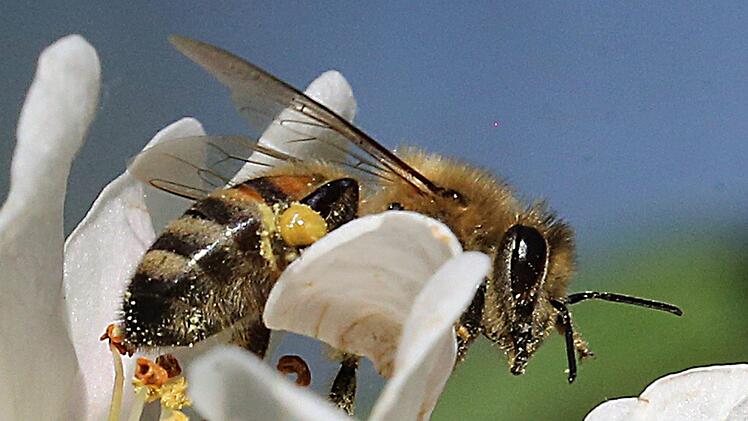 Die 20.000 getöteten Bienen wurden nicht umgebracht, sondern waren von der Bienenseuche "Amerikanischen Faulbrut" betroffen. Foto: Wolfgang Kumm/dpa