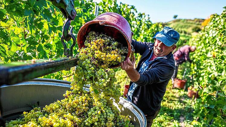Weinlese