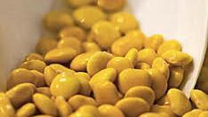 Der Samen &auml;hnelt Maisk&ouml;rnern. Foto: Thinkstock