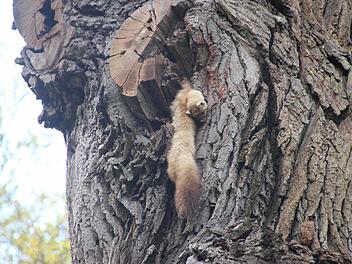 Der leblose Körper hängt seit langem in der Bildeiche. Fotos: HeikeBeudert