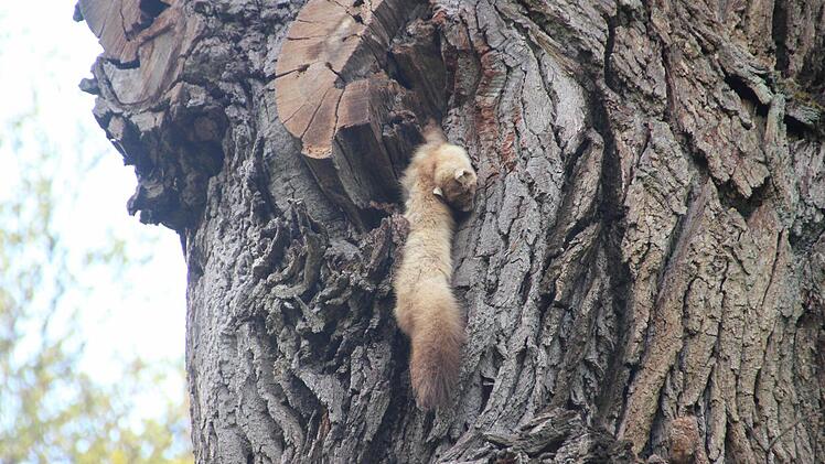 Der leblose Körper hängt seit langem in der Bildeiche. Fotos: HeikeBeudert