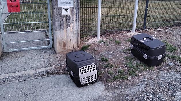 Tierheim Hof nach Fund vor T&uuml;r fassungslos - "trauriges Beispiel"