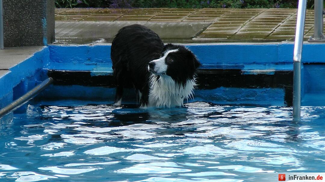 Hundebadetag im Freibad Eltmann