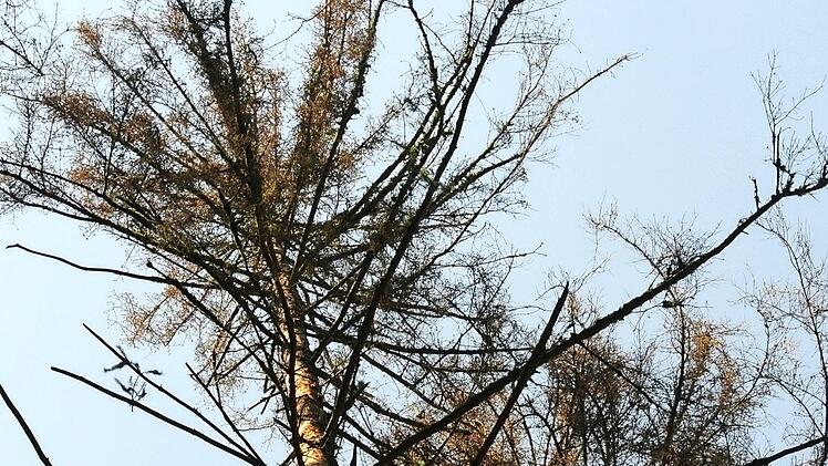 Tot: Die Fichten sterben bei Borkenkäferbefall ab, weil das Insekt sich in ihren Lebensadern breit macht und diese zerstört. Fotos: Brigitte Krause