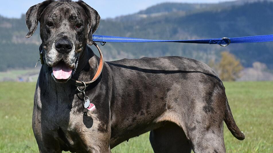 Tierheim Kronach XXLSchmusehund Greta sucht erfahrene Familie