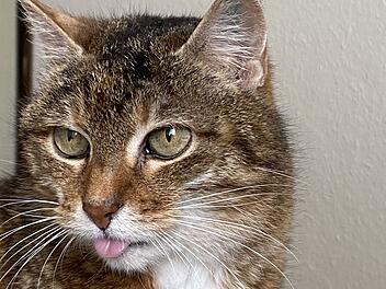 Tierheim Bamberg startet neuen Versuch für Trude - danach sehnt sie sich