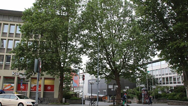 Blick auf die Platanen. Foto: Ralf Ruppert