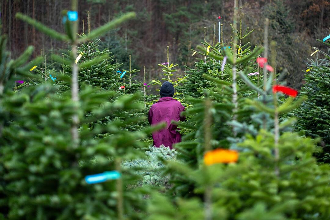 Eröffnung bayerische Christbaumsaison
