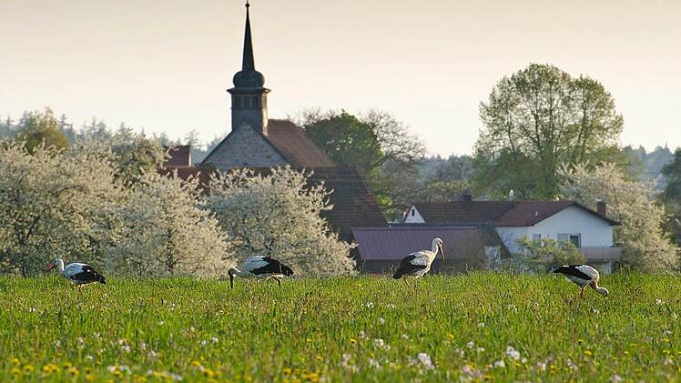 Die Störche vor der Schönderlinger Kirche.