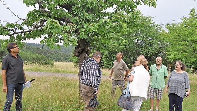 Kirschernte am Wurmerich: (von links) Arnulf Hausd&ouml;rfer, Ekkehard Simon, Helmut Rittmeyer und G&uuml;nter Haub.  Foto: Arthur Stollberger