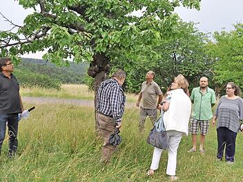 Kirschernte am Wurmerich: (von links) Arnulf Hausd&ouml;rfer, Ekkehard Simon, Helmut Rittmeyer und G&uuml;nter Haub.  Foto: Arthur Stollberger