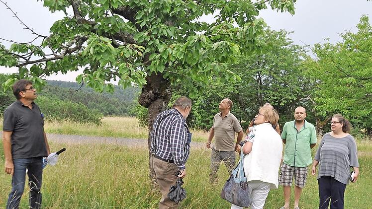 Kirschernte am Wurmerich: (von links) Arnulf Hausd&ouml;rfer, Ekkehard Simon, Helmut Rittmeyer und G&uuml;nter Haub.  Foto: Arthur Stollberger