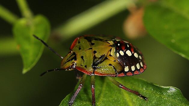 Die Nymphe der Gr&uuml;nen Reiswanze - daraus entwickeln sich Adulte, die eine Vielzahl an Pflanzen anknabbern.