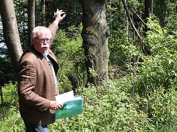 Wolfram Zeller, Leiter des Forstbetriebs Bad Brückenau der Bayerischen Staatsforsten, zeigt den mächtigen Stamm einer alten Buch. Diese Baumart ist ursprünglich in der Rhön beheimatet. Andere Bäume - wie beispielsweise die Fichte - sind eigentlich standortfremd. Foto: Ulrike Müller