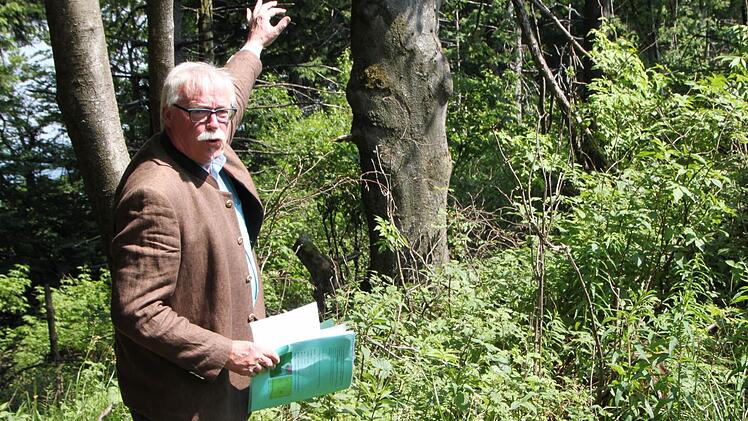 Wolfram Zeller, Leiter des Forstbetriebs Bad Brückenau der Bayerischen Staatsforsten, zeigt den mächtigen Stamm einer alten Buch. Diese Baumart ist ursprünglich in der Rhön beheimatet. Andere Bäume - wie beispielsweise die Fichte - sind eigentlich standortfremd. Foto: Ulrike Müller
