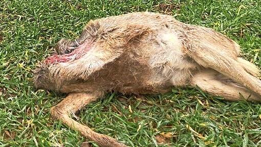 Oberhalb des Bismarck-Museums wurde ein weiteres Reh gerissen. Füchse fraßen anschließend am Kadaver.