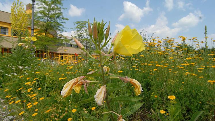 Blumenwiese vor dem Gymnasium  Foto: Bernhard Panzer