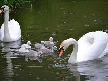 Die Elterntiere lassen ihre sechs Kinder nicht aus den Augen, wenn sie auf dem Oberen Teich in Ahorn paddeln.  Foto: Gabi Bertram