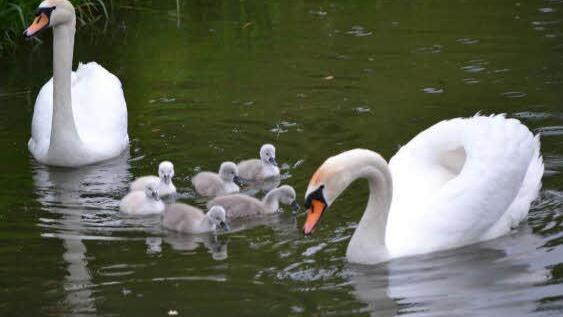 Die Elterntiere lassen ihre sechs Kinder nicht aus den Augen, wenn sie auf dem Oberen Teich in Ahorn paddeln.  Foto: Gabi Bertram