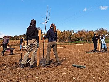 Teilnehmer des Pflanzkurses in Hallerndorf pflanzen an einem Vormittag rund 18 Streuobstb&auml;ume.