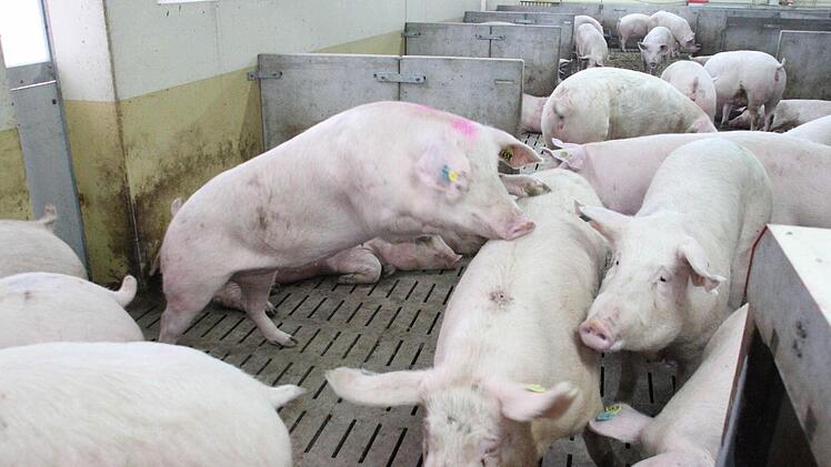 Die trächtigen Sauen haben viel Bewegungsfreiheit. Foto: Friedwald Schedel