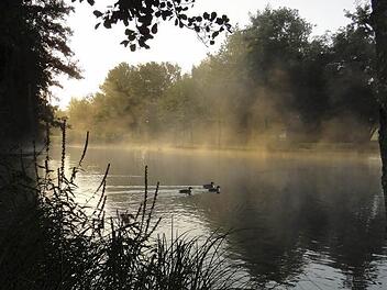 1. Platz Jugend: Florence Hölig (Morgen-Nebel-Enten)Foto: Florence Hölig
