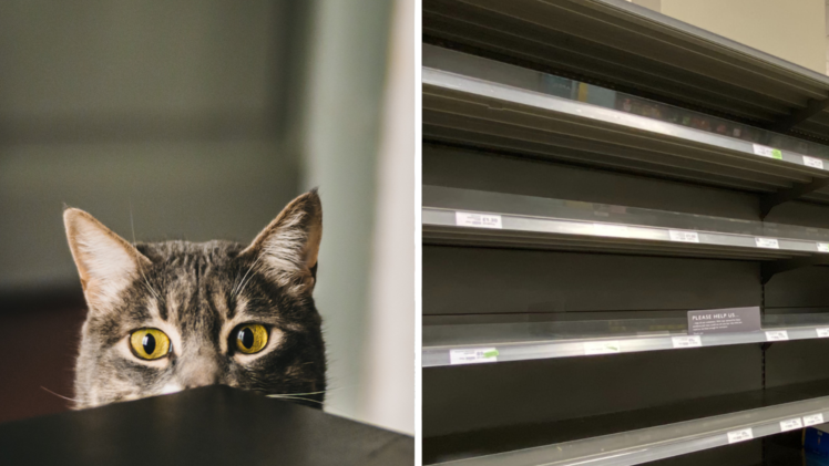 Katzenfutter ist Mangelware